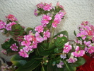 kalanchoe roz