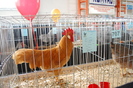 27. italiana galbena