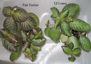 Episcia Pink Panther si Lil Lemon