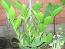 zamioculcas