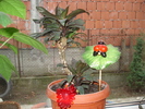 neidentificata 725=amintire