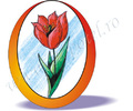 Lalea_Tulipe_Tulip_Tulpe