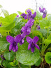 toporasi,%20Viola_odorata