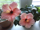 Hibiscus