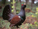 COCOSI
