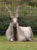 120px-Markhor