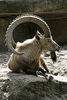 220px-Capra_ibex_ibex_%E2%80%93_03