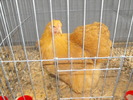 DSCF0228