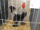 DSCF0233