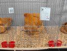 DSCF0234
