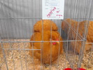 DSCF0237