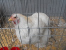 DSCF0240