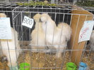 DSCF0245