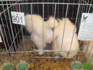 DSCF0246