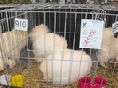 DSCF0248