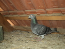 - GUTA-ANUL-2007-SERIA-849258