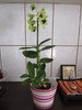 flori 954