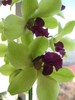 flori 953