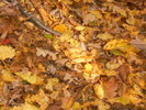 DSCN2918
