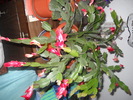 DSCN1416