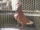 indian englez RO 2009 M