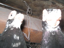 1-F-08              2-M-07