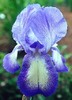 Blue_Shimmer-iris-BEST