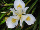 iris_douglasiana_cultivar