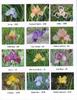 iris_web_2