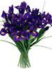 Blue_Iris_48cee28d47af1