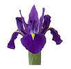 bulk-iris-flower-purple
