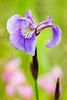 iris_7109