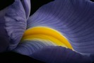 iris-closeup