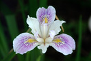 IrisFlower