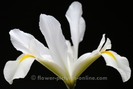iris-flower-c5472-450
