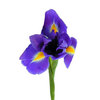 Iris_350
