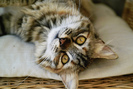 poze_pisici_06[1]