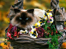 poze_pisici_33[1]