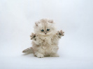 poze_pisici_34[1]