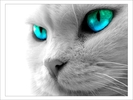 poze_pisici_41[1]