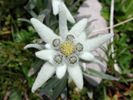 floare_de_colt_1k40fa3d9494