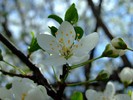 floare-de-cires_1024x768