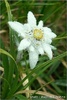 floare-de-colt