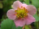 Floare%20de%20capsun%20-%20varietate%20ornamentala