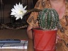 floare%20de%20cactus_php