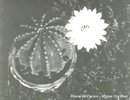 floare_de_cactus