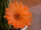floare_de_cactus_2005