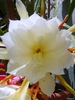 floare-de-cactus