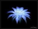 floare-de-cactus-1196-l