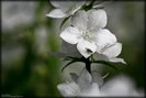 floare alba 2-blog